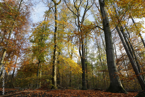 Herbstwald im Gegenlicht