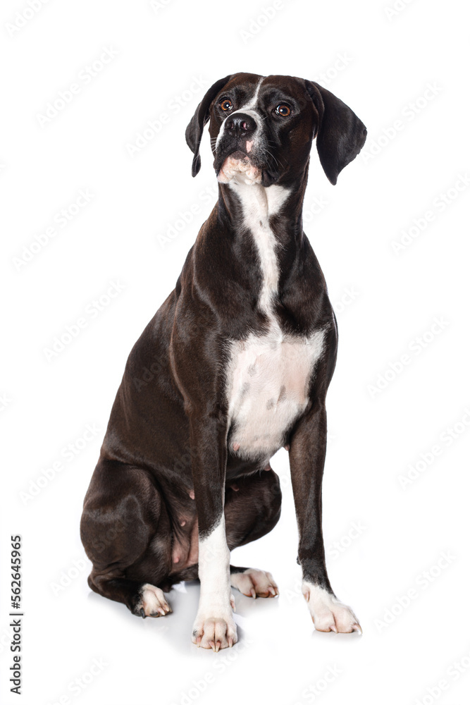 Cross breed dog sitting on white background
