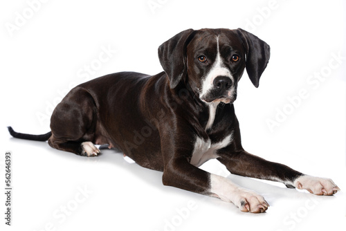 Cross breed lying on white background