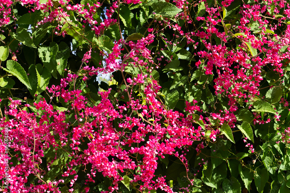 Mexican creeper, Chain of love, Coral vine. Pink flower Mexican creeper, Chain of love, Coral vine. Pink flower