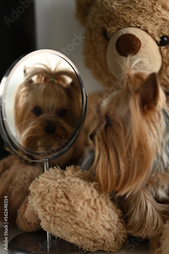 A Yorkshire Terrier dog and a teddy bear. Looks in the mirror.