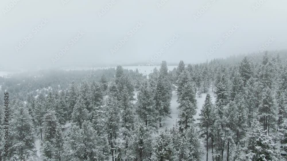 Snow Covered Trees Fly Over