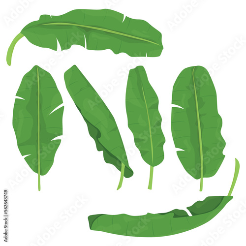 set of vector banana tropical fruit and leaf free. banana fruit 