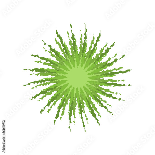 Top view of evergreen coniferous tree vector illustration. Plant element for garden, forest or park plan or map isolated on white background. Ecology, landscape design concept