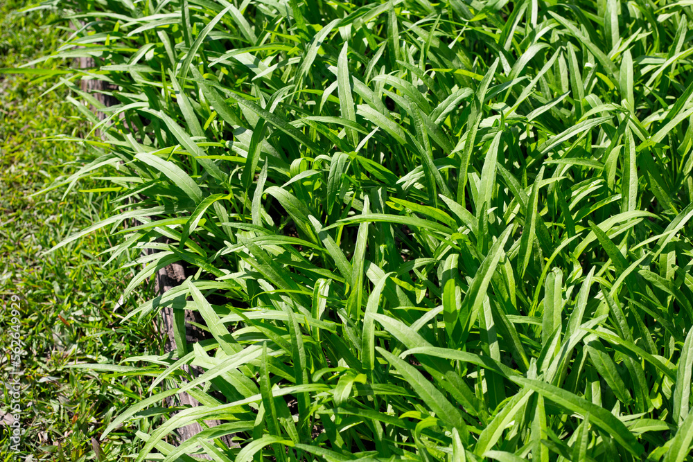 Water convolvulus in vegetable patch Water convolvulus in vegetable patch