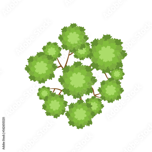 Top view of green wood vector illustration. Plant element for garden, forest or park plan or map isolated on white background. Ecology, landscape design concept
