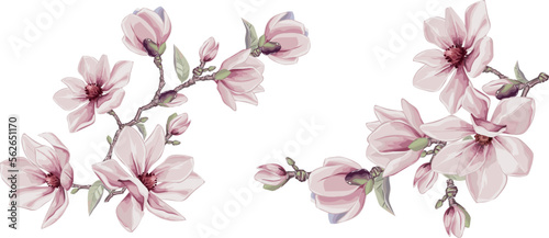 Magnolia flowers vector elements. Isolated watercolor bouquets in summer style.  Design wedding decor.