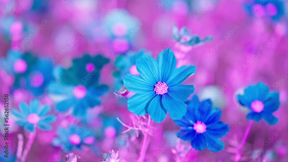 Beautiful fantasy cosmos flower swaying in the wind at the garden Beautiful fantasy cosmos flower swaying in the wind at the garden