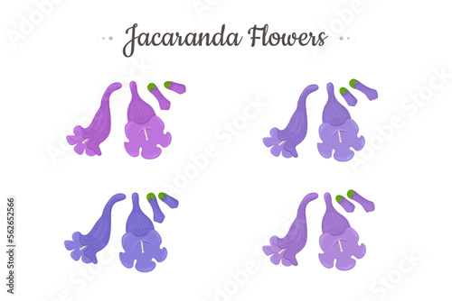Jacaranda Mimosifolia tree. Flowers and buds set.