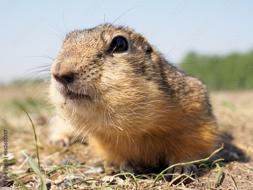 Gopher on the grassy lawn is looking at the camera. Close-up Gopher on the grassy lawn is looking at the camera. Close-up