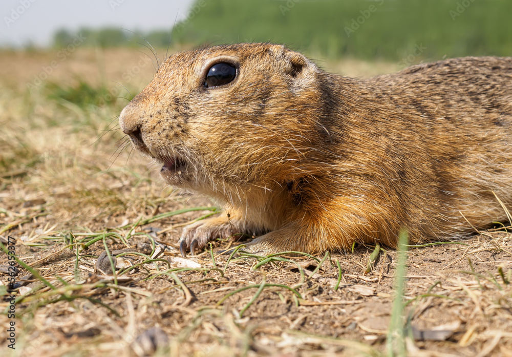 Gopher on the grassy lawn is eating sunflower seeds. Close-up Gopher on the grassy lawn is eating sunflower seeds. Close-up