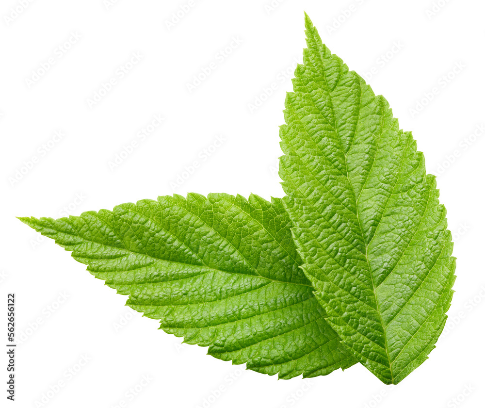leaf isolated on white background leaf isolated on white background