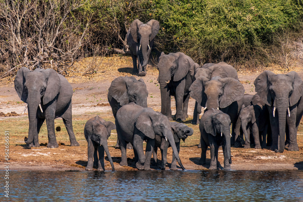 Obraz premium A group of African elephants at a watering hole on the Chobe River.