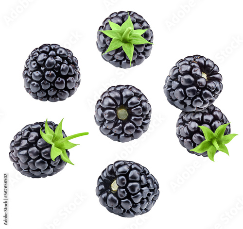 Blackberry isolated on white background photo