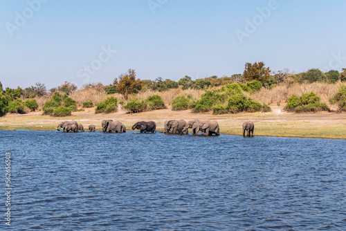 A group of African elephants at a watering hole on the Chobe River.