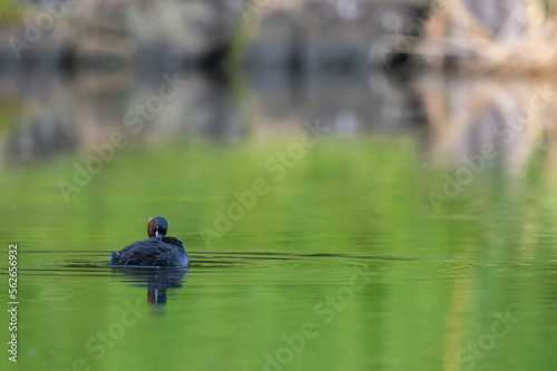 The little grebe is grooming himself.