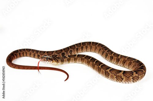 Blotched Water Snake // Rotbauchige Schwimmnatter (Nerodia erythrogaster transversa) photo