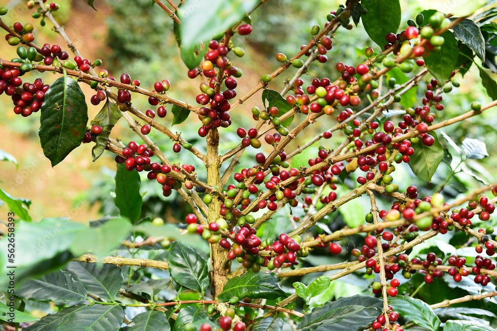 Coffee beans ripening on a tree Coffee beans ripening on a tree
