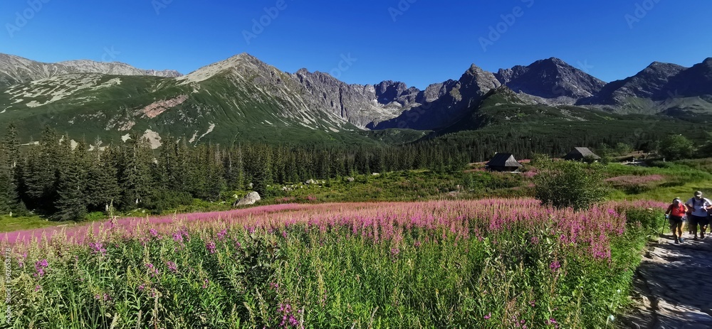 Fototapeta Tatry, Hala Gąsienicowa, jesień, wierzbówka kiprzyca, TPN, góry,
