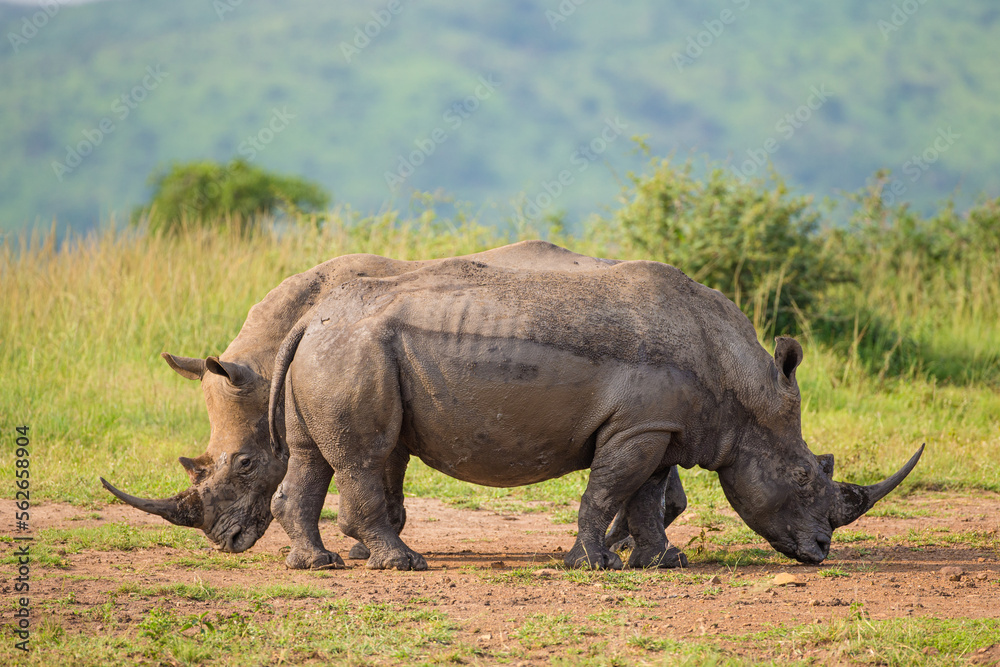 Obraz premium Southern White rhino relaxing in the Hluhluwe-Imfolozi game reserve 