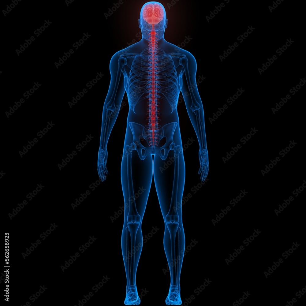 Central Organ of Human Nervous System Brain Anatomy Stock Illustration ...