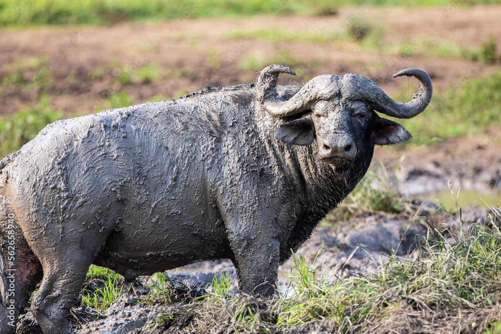 Fototapeta premium African buffalo use mud to keep cool and offer protection against biting insects