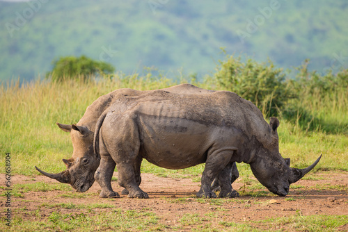 Southern White rhino relaxing in the Hluhluwe-Imfolozi game reserve 