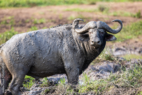 African buffalo use mud to keep cool and offer protection against biting insects