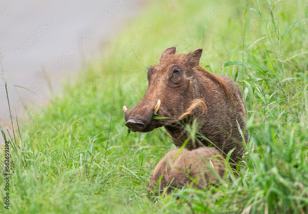 Africa Warthog walking through the green grass of the Hluhluwe-umfolozi National Park, South Africa Africa Warthog walking through the green grass of the Hluhluwe-umfolozi National Park, South Africa