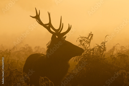 Red deer stag silhouette at dawn in Busy Park, London © wayne