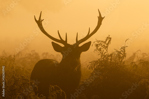 Red deer stag silhouette at dawn in Busy Park, London