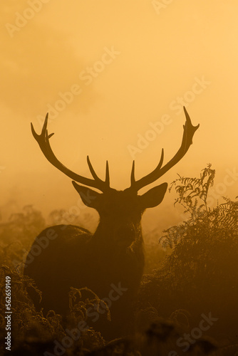 Red deer stag silhouette at dawn in Busy Park, London