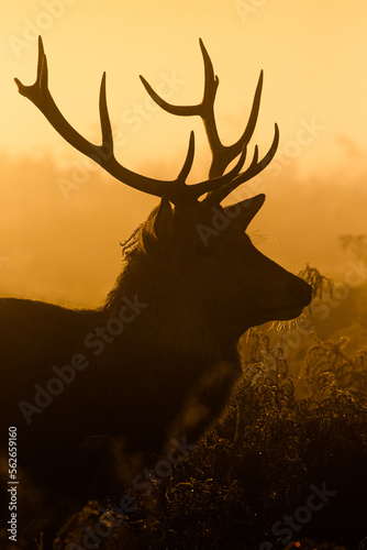 Red deer stag silhouette at dawn in Busy Park, London