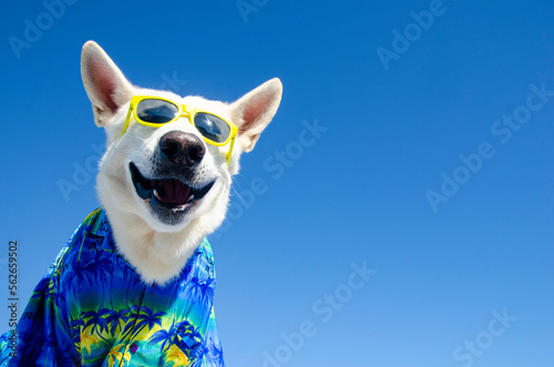 Fotografiet funny smile dog with sunglasses