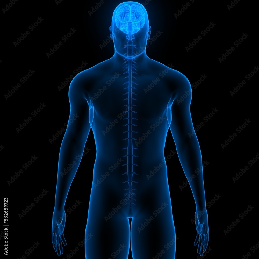 Central organ of Human Nervous System Brain Anatomy Stock Illustration ...