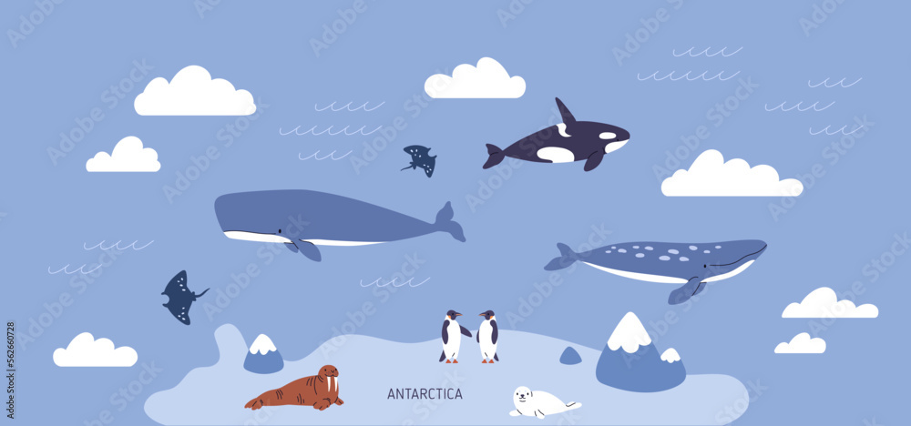 Antarctica, polar landscape. Antarctic pole fauna, marine animals in sea, ocean water, on island. Cute penguins, seals, whales in arctic nature. Childish Scandinavian flat vector illustration - obrazy, fototapety, plakaty 