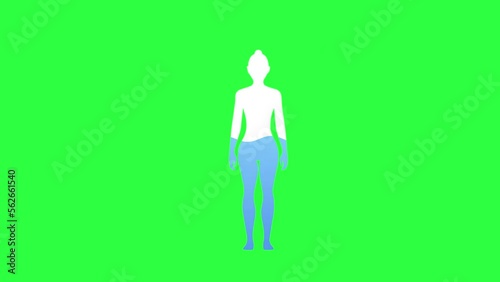 Water Rate In The Human Body Animation on chroma key green screen background. Woman Silhouettes Filled With Water. Healthcare Concept. 