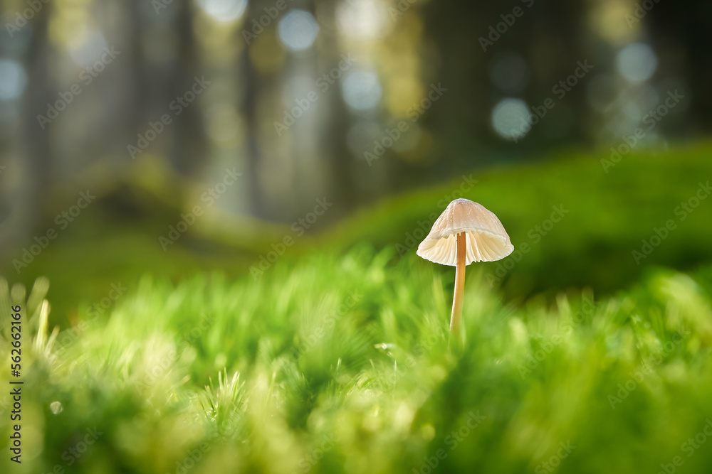 mushroom in the grass mushroom in the grass