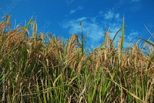 Mature rice in rice field, The rice fields are under the blue sky. The rice is growing in the field photo