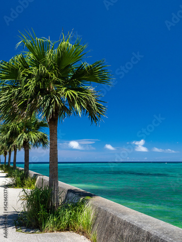 Beautiful ocean and palm trees