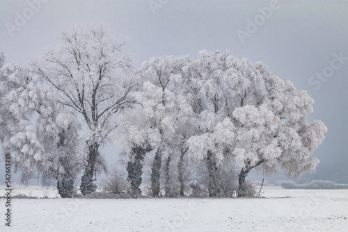 A group of trees on land with snow in winter are completely icy