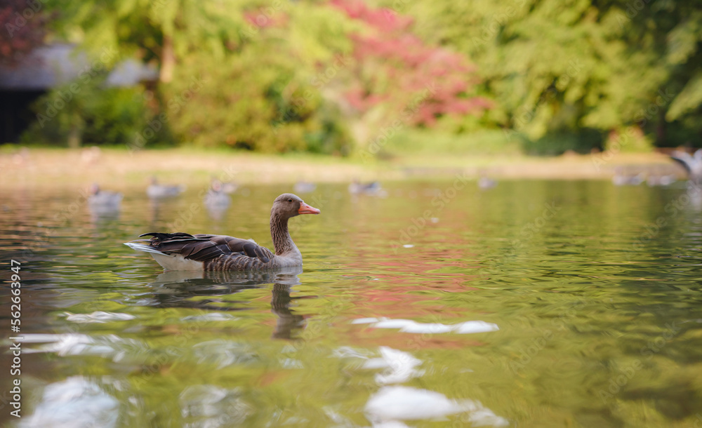 ducks on pond in Englischer Garten park, Munich