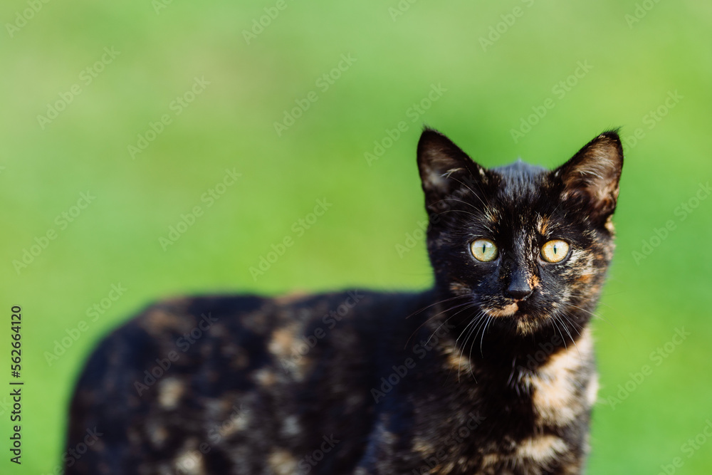 Cat portrait outdoors on green grass background, black multicoloured kitten looking at camera