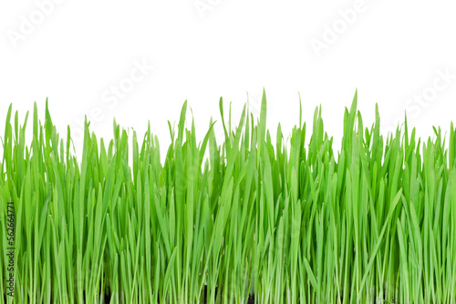 green grass on a png background