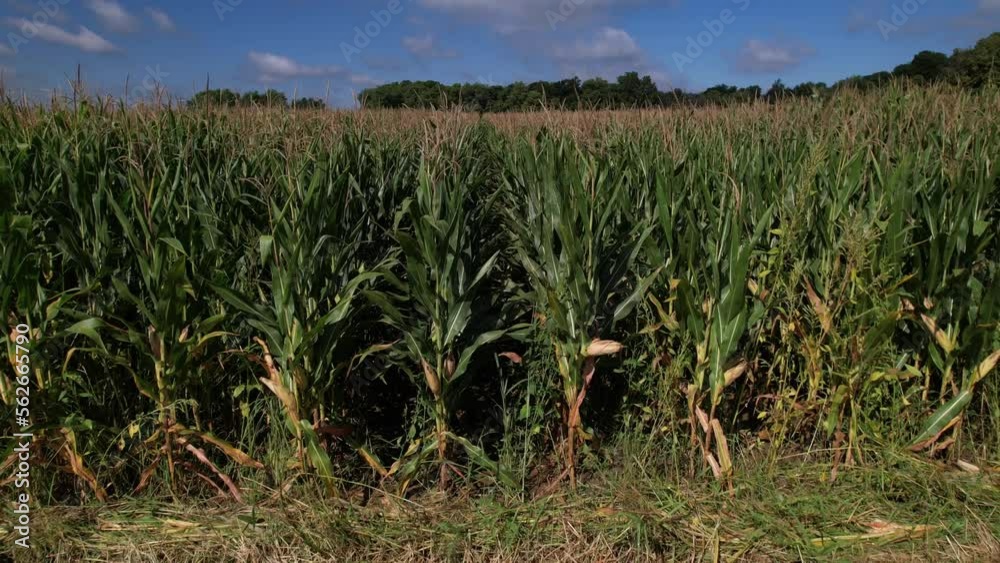 Drone flying over corn field. Aerial forward ascending Drone flying over corn field. Aerial forward ascending