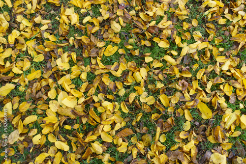 View of yellow and brown fallen leaves of mulberry on the greenery from above in November