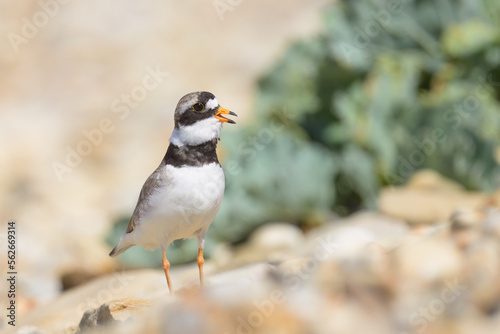 An adult Common Ringed Plover standing on a gravel beach