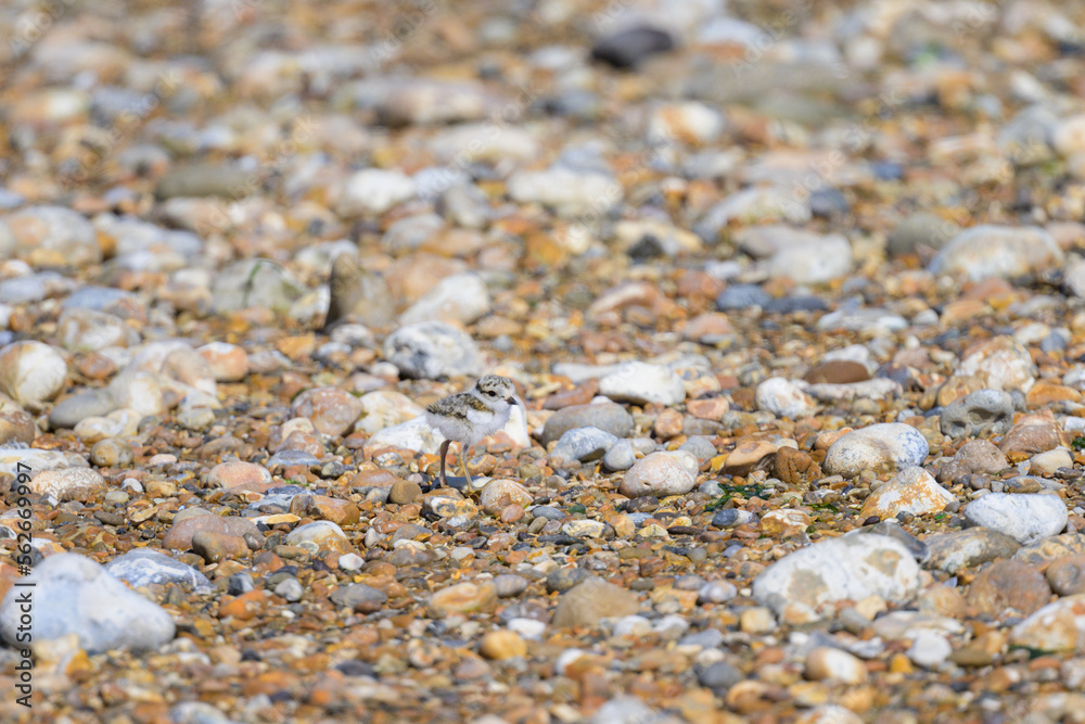 An immature Common Ringed Plover on a beach