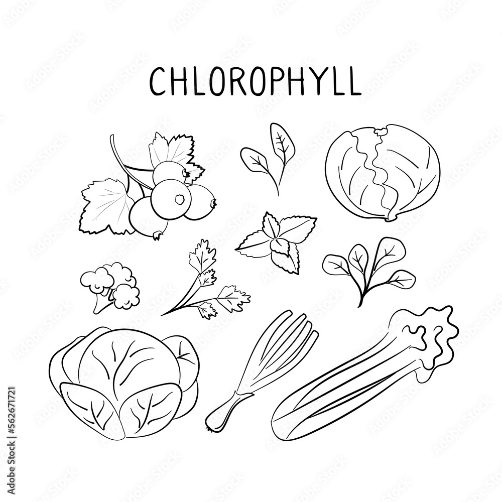 Chlorophyll-containing food. Groups of healthy products containing vitamins and minerals. Set of fruits, vegetables, meats, fish and dairy.
