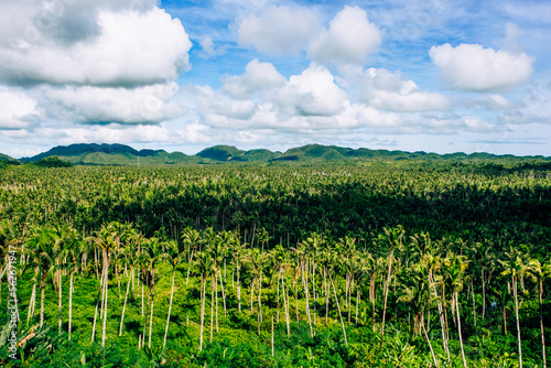 field of coconats, Siargao, Philippines